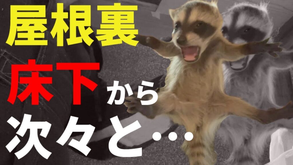 【アライグマ】メ～テレ『アップ』にて駆除の様子が紹介されました【2023/6/30放送】