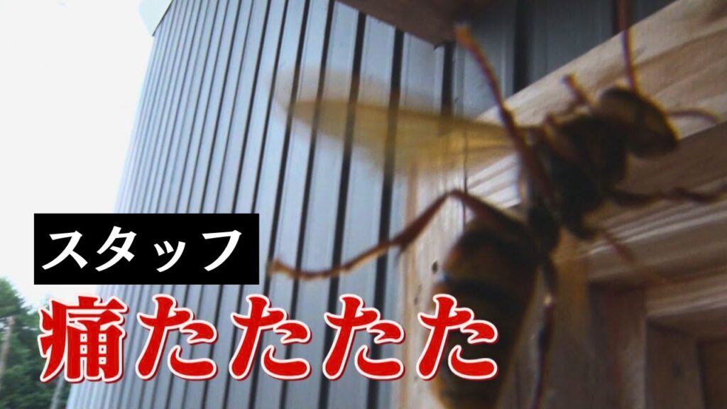 【スズメバチ】メ～テレ『ドデスカ！＋』にて駆除の様子が紹介されました【2023/10/5放送】