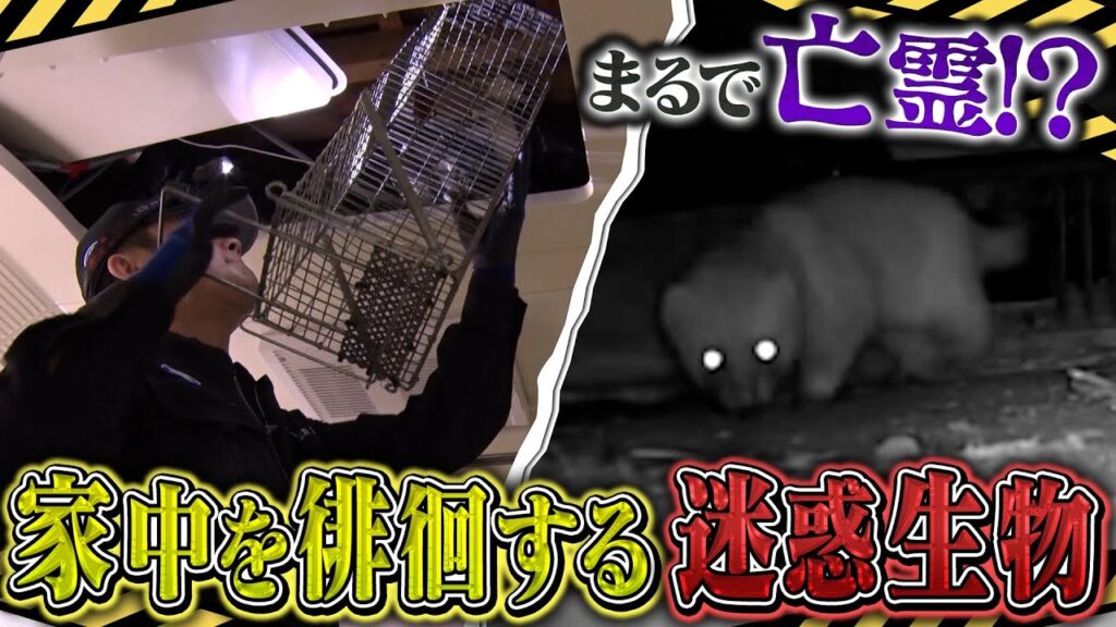 【イタチ】『危険生物バスターズ11』にて駆除の様子が紹介されました【2025/5/11放送】