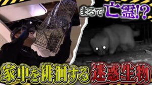 【イタチ】『危険生物バスターズ11』にて駆除の様子が紹介されました【2025/5/11放送】