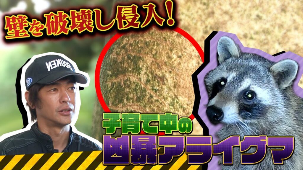 【アライグマ】『危険生物バスターズ７』にて駆除の様子が紹介されました【2024/6/23放送】