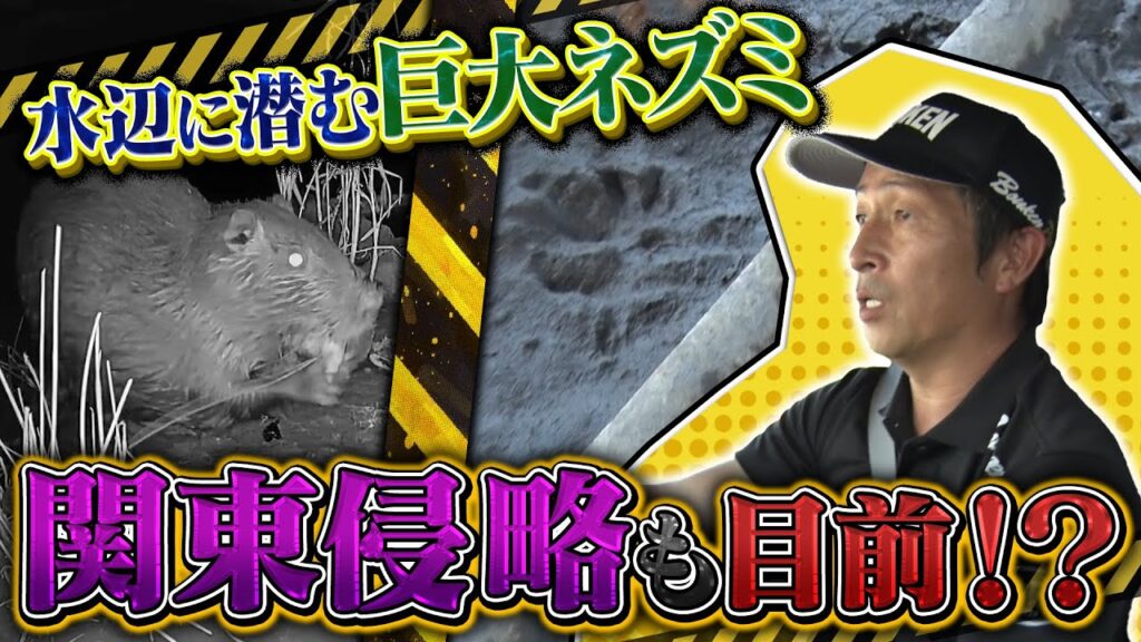 【ヌートリア】『危険生物バスターズ9』にて駆除の様子が紹介されました【2024/12/9放送】
