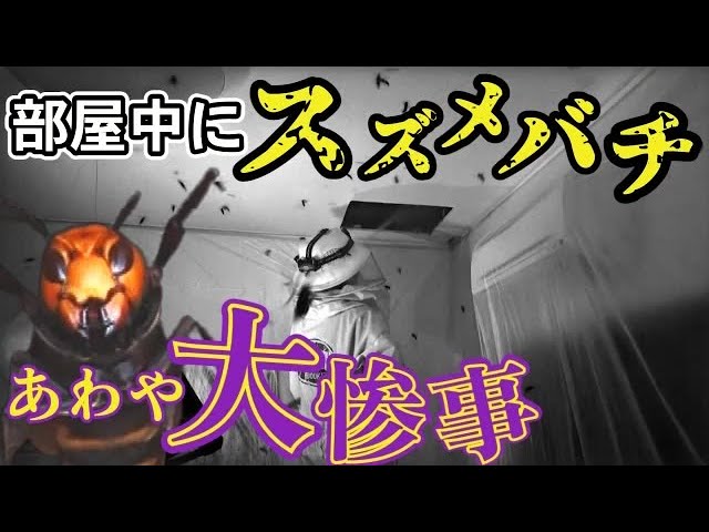 【スズメバチ】メ～テレ『アップ！』にて駆除の様子が紹介されました【2022/9/13放送】